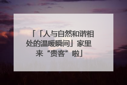 「人与自然和谐相处的温暖瞬间」家里来“贵客”啦