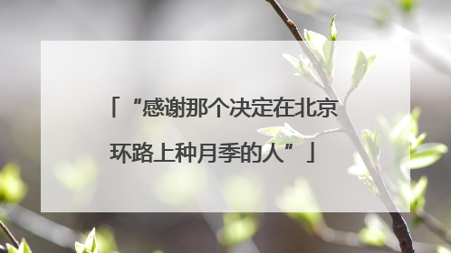 “感谢那个决定在北京环路上种月季的人”