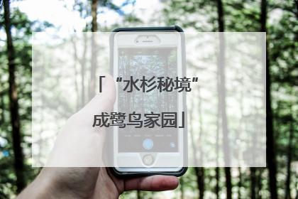 “水杉秘境”成鹭鸟家园