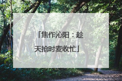 焦作沁阳：趁天抢时麦收忙