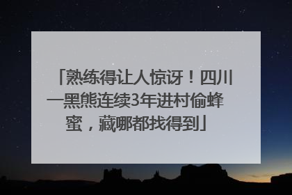 熟练得让人惊讶！四川一黑熊连续3年进村偷蜂蜜，藏哪都找得到