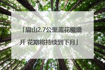 眉山2.7公里蓝花楹盛开 花期将持续到下月