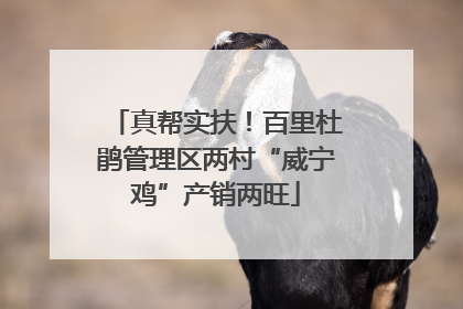真帮实扶！百里杜鹃管理区两村“威宁鸡”产销两旺