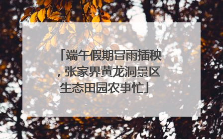 端午假期冒雨插秧，张家界黄龙洞景区生态田园农事忙
