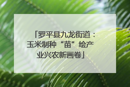 罗平县九龙街道：玉米制种“苗”绘产业兴农新画卷