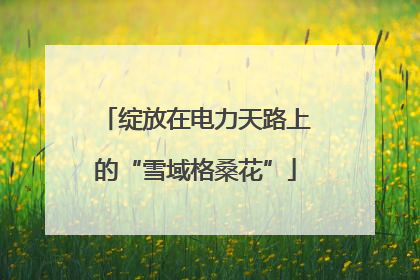 绽放在电力天路上的“雪域格桑花”