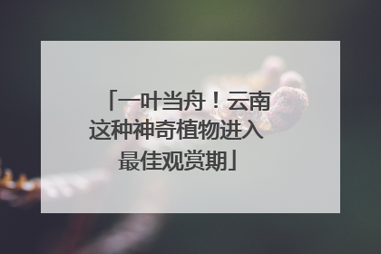 一叶当舟！云南这种神奇植物进入最佳观赏期