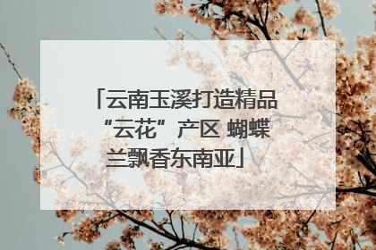 云南玉溪打造精品“云花”产区 蝴蝶兰飘香东南亚