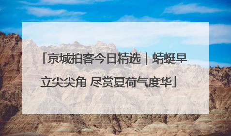 京城拍客今日精选｜蜻蜓早立尖尖角 尽赏夏荷气度华