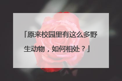 原来校园里有这么多野生动物，如何相处？