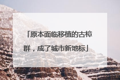 原本面临移植的古樟群，成了城市新地标