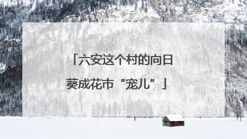 六安这个村的向日葵成花市“宠儿”