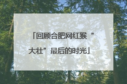 回顾合肥网红猴“大壮”最后的时光