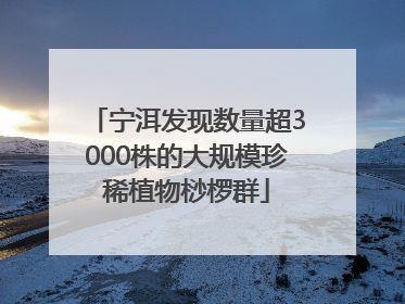 宁洱发现数量超3000株的大规模珍稀植物桫椤群