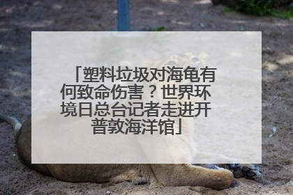 塑料垃圾对海龟有何致命伤害？世界环境日总台记者走进开普敦海洋馆
