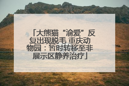 大熊猫“渝爱”反复出现脱毛 重庆动物园：暂时转移至非展示区静养治疗