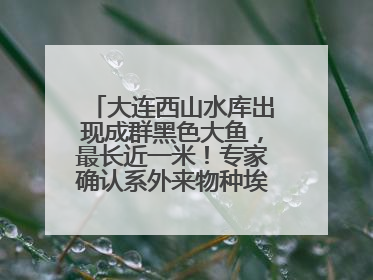 大连西山水库出现成群黑色大鱼，最长近一米！专家确认系外来物种埃及塘鲺
