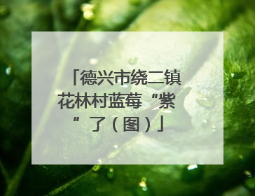 德兴市绕二镇花林村蓝莓“紫”了（图）