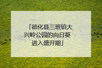 德化县三班镇大兴岭公园的向日葵进入盛开期