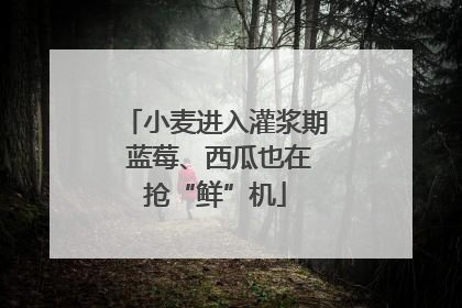 小麦进入灌浆期 蓝莓、西瓜也在抢“鲜”机