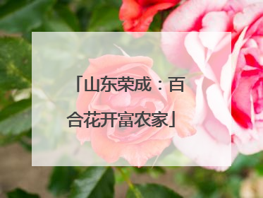山东荣成：百合花开富农家