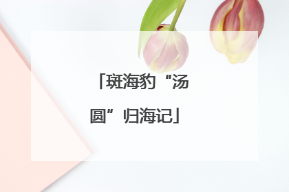 斑海豹“汤圆”归海记