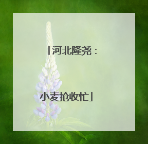 河北隆尧：小麦抢收忙