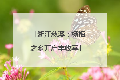 浙江慈溪：杨梅之乡开启丰收季