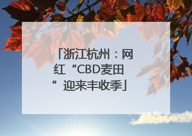 浙江杭州：网红“CBD麦田”迎来丰收季