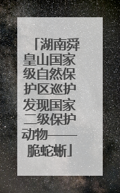 湖南舜皇山国家级自然保护区巡护发现国家二级保护动物——脆蛇蜥