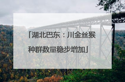 湖北巴东：川金丝猴种群数量稳步增加