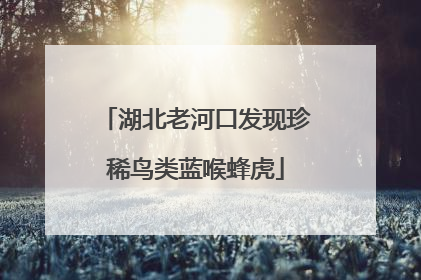 湖北老河口发现珍稀鸟类蓝喉蜂虎