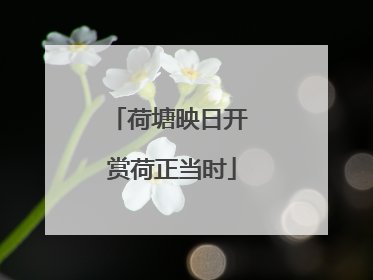 荷塘映日开 赏荷正当时
