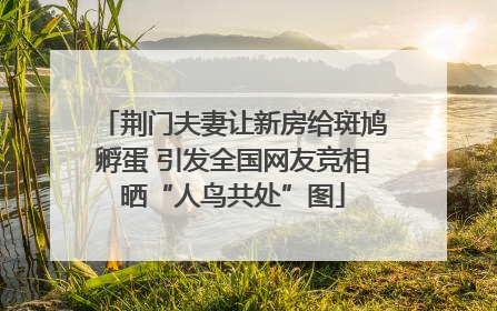 荆门夫妻让新房给斑鸠孵蛋 引发全国网友竞相晒“人鸟共处”图