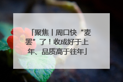 聚焦丨周口快“麦罢”了！收成好于上年、品质高于往年