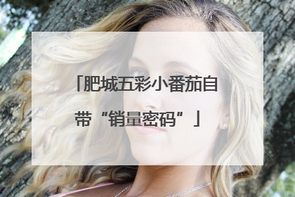 肥城五彩小番茄自带“销量密码”