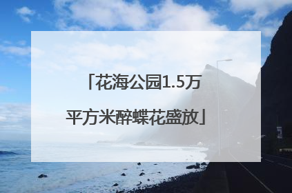 花海公园1.5万平方米醉蝶花盛放