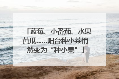 蓝莓、小番茄、水果黄瓜……阳台种小菜悄然变为“种小果”