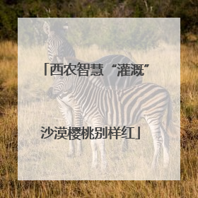 西农智慧“灌溉” 沙漠樱桃别样红