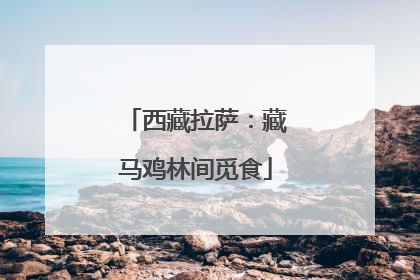 西藏拉萨：藏马鸡林间觅食