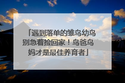 遇到落单的雏鸟幼鸟别急着捡回家！鸟爸鸟妈才是最佳养育者