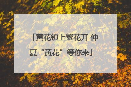 黄花镇上繁花开 仲夏“黄花”等你来