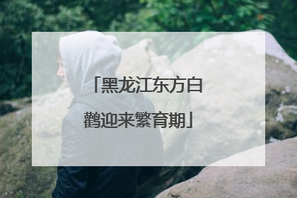 黑龙江东方白鹳迎来繁育期