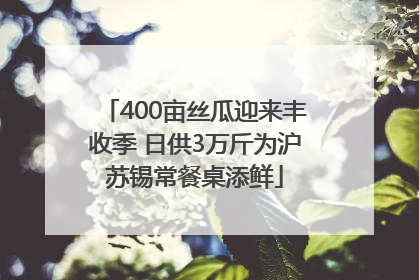 400亩丝瓜迎来丰收季 日供3万斤为沪苏锡常餐桌添鲜